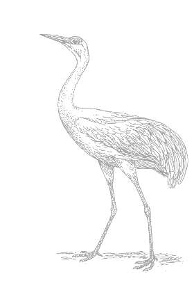 Sandhill crane illustration